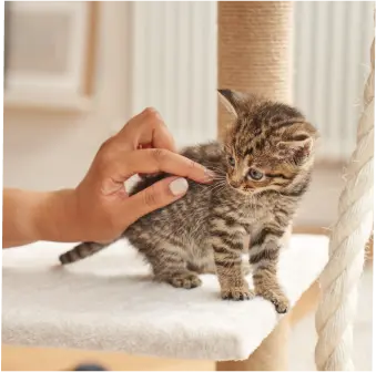 Kitten Food