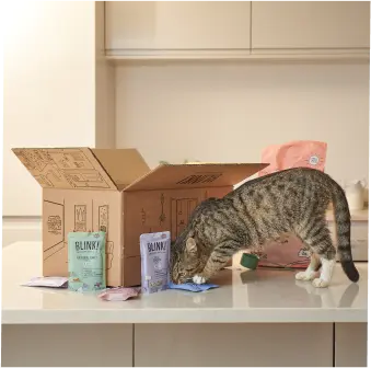 cat looking at cat food on a kitchen worktop