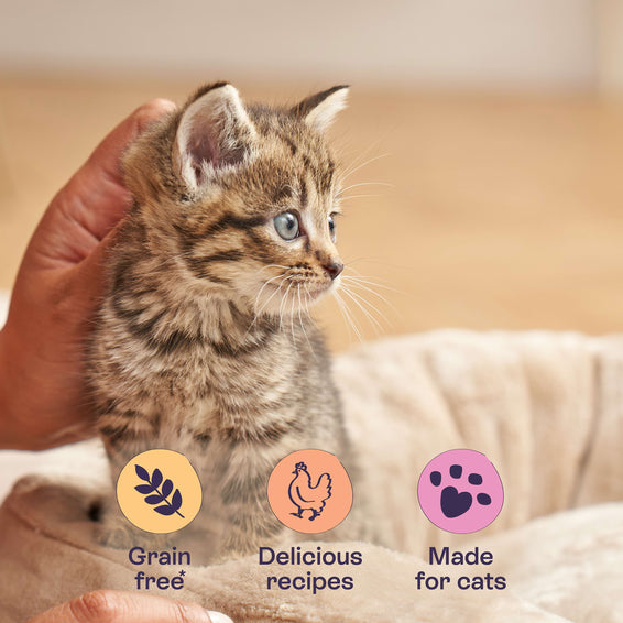Chicken Fillet Recipes in Gravy for Kittens 8 x 85g