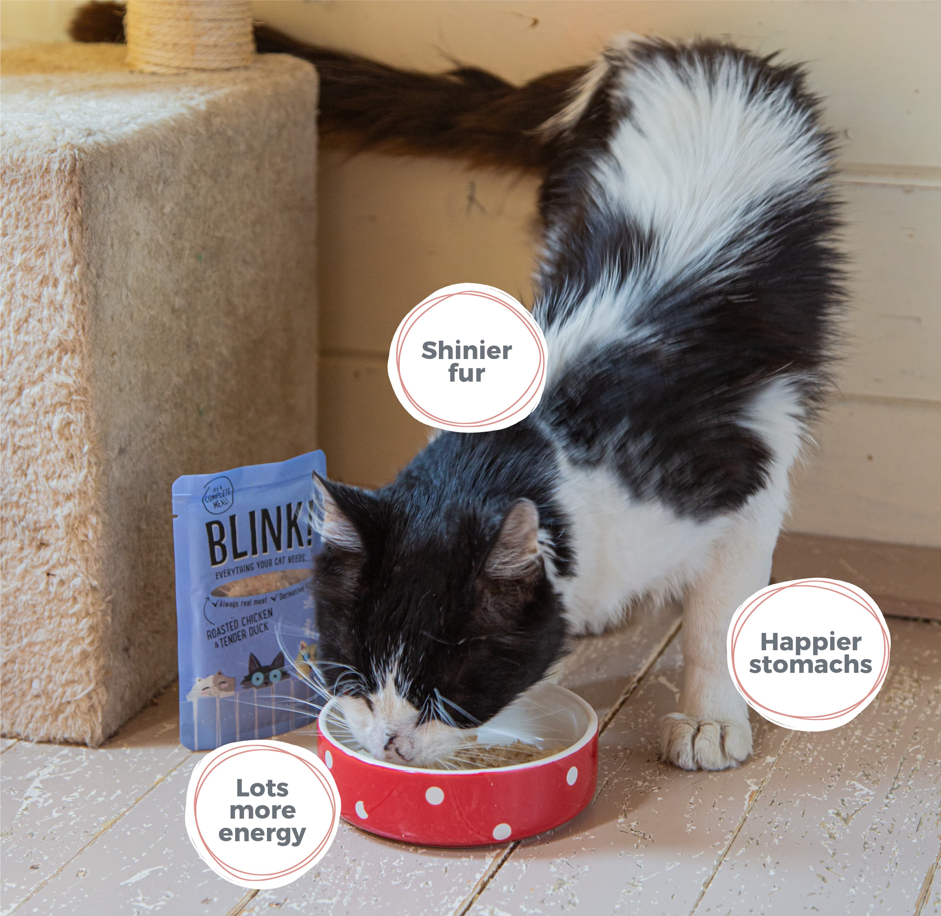 Blink! Cat food subscription